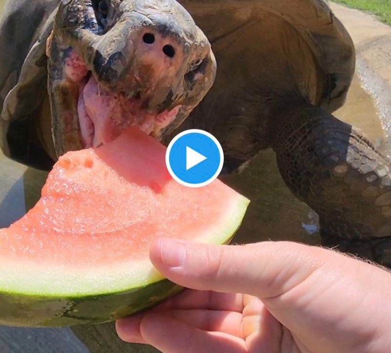 A Galapagos Tortoise eating watermelon at the Philadelphia Zoo